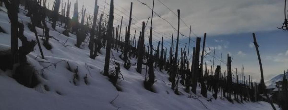 Azienda agricola Betemps Matthieu