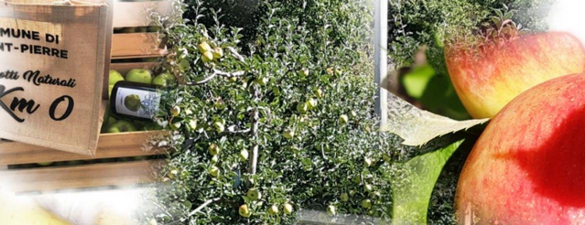 Azienda Agricola Docendo Discitur