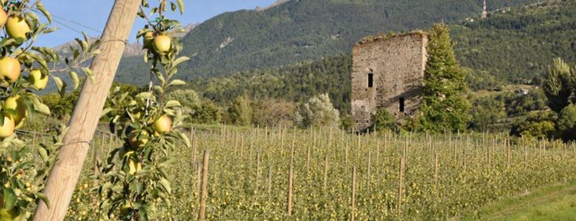 Azienda agricola Saint Grat di Viérin Ivo Isidoro
