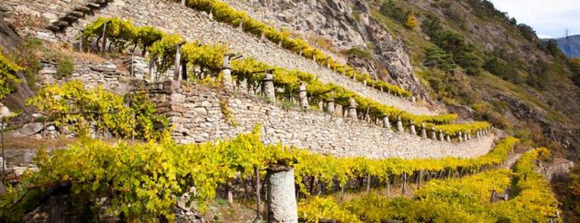 Cave Mont Blanc de Morgex et La Salle soc. coop.