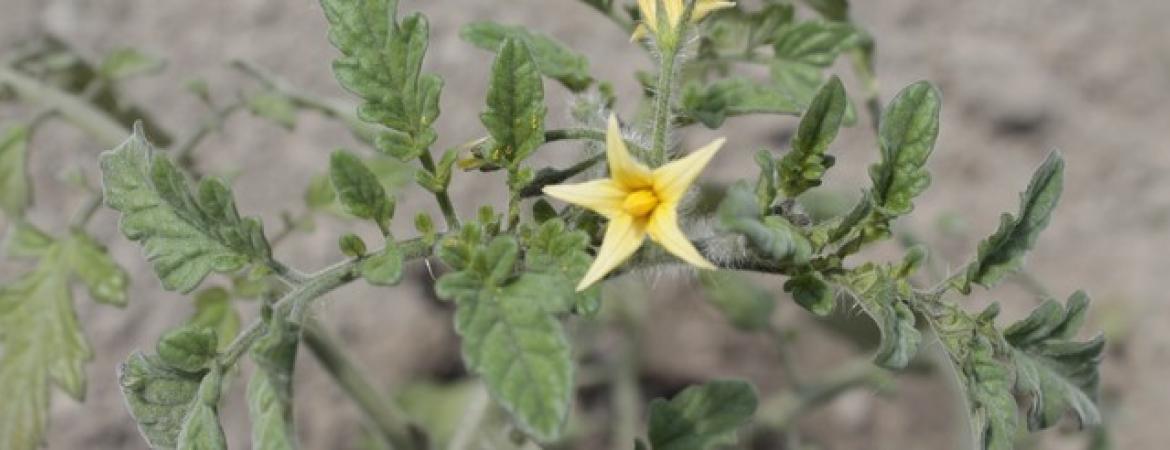 Geca Ortofrutta S.S. Agricola
